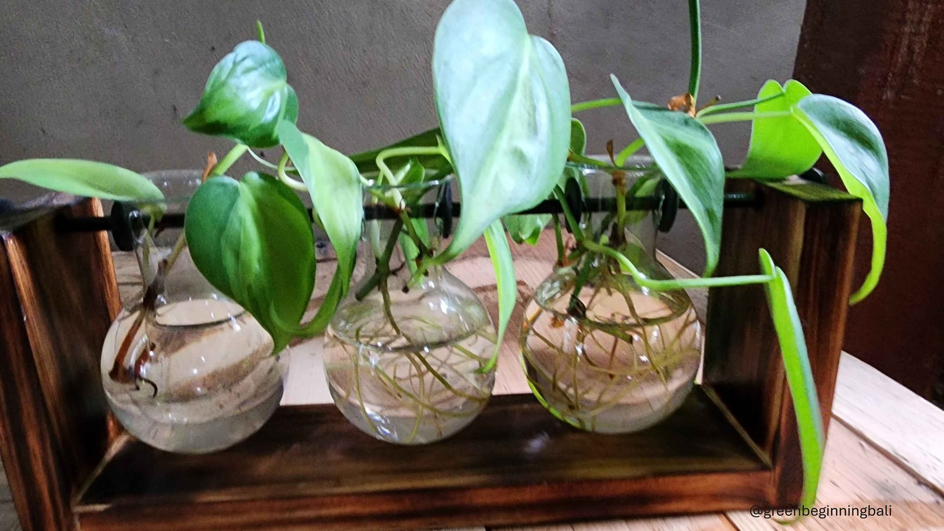 Mengapa Philodendron Brazil Bisa Berubah Warna?